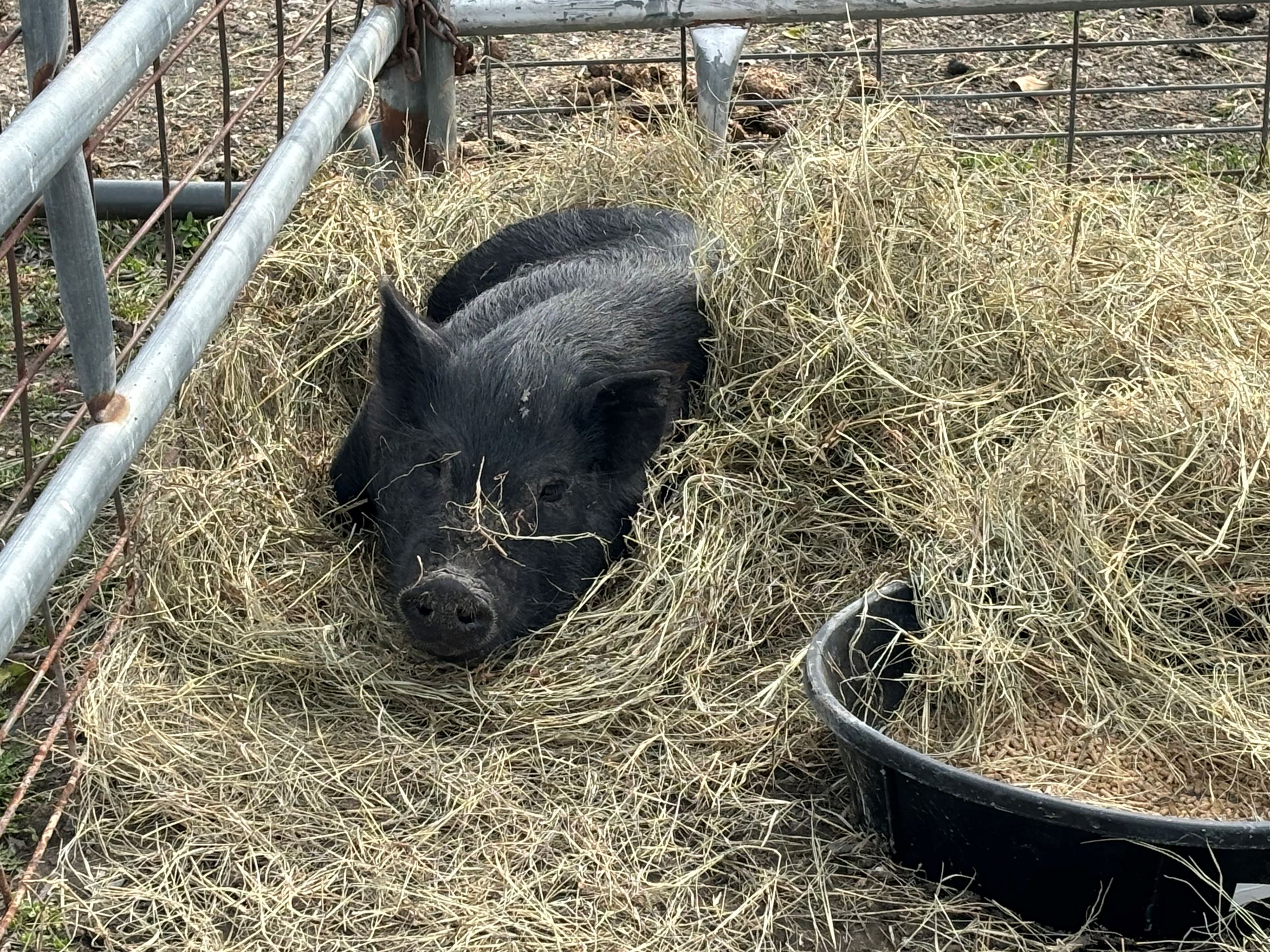 Swine Photo 202400002350