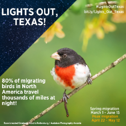 Rose-breasted Grosbeak