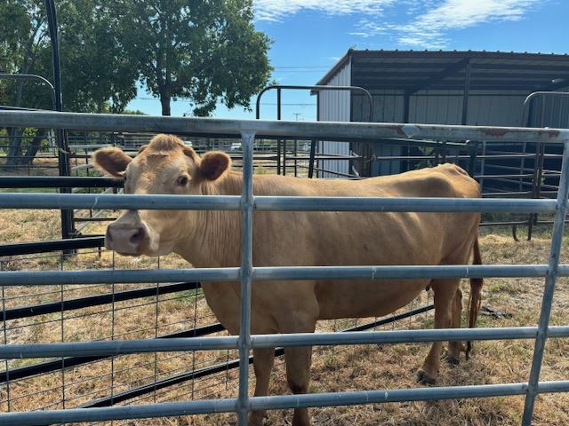 Notice of Estray 2024-00018228