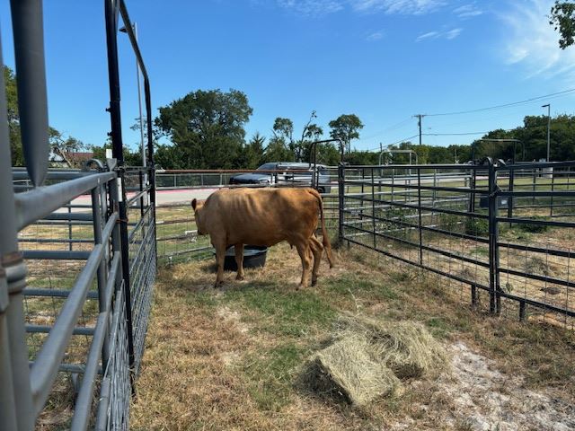 Notice of Estray 2024-00018228-01