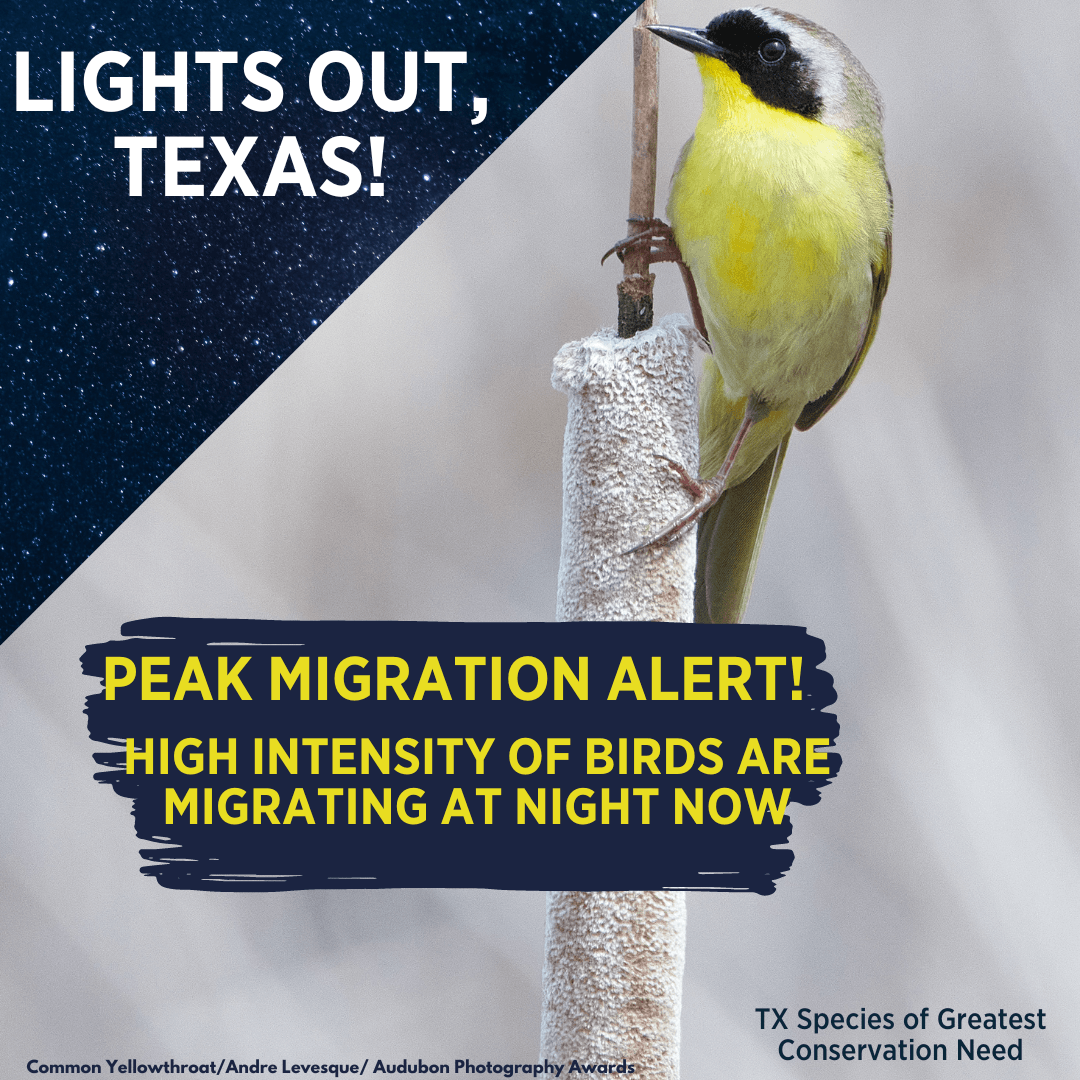 Fall Migrating Birds 3