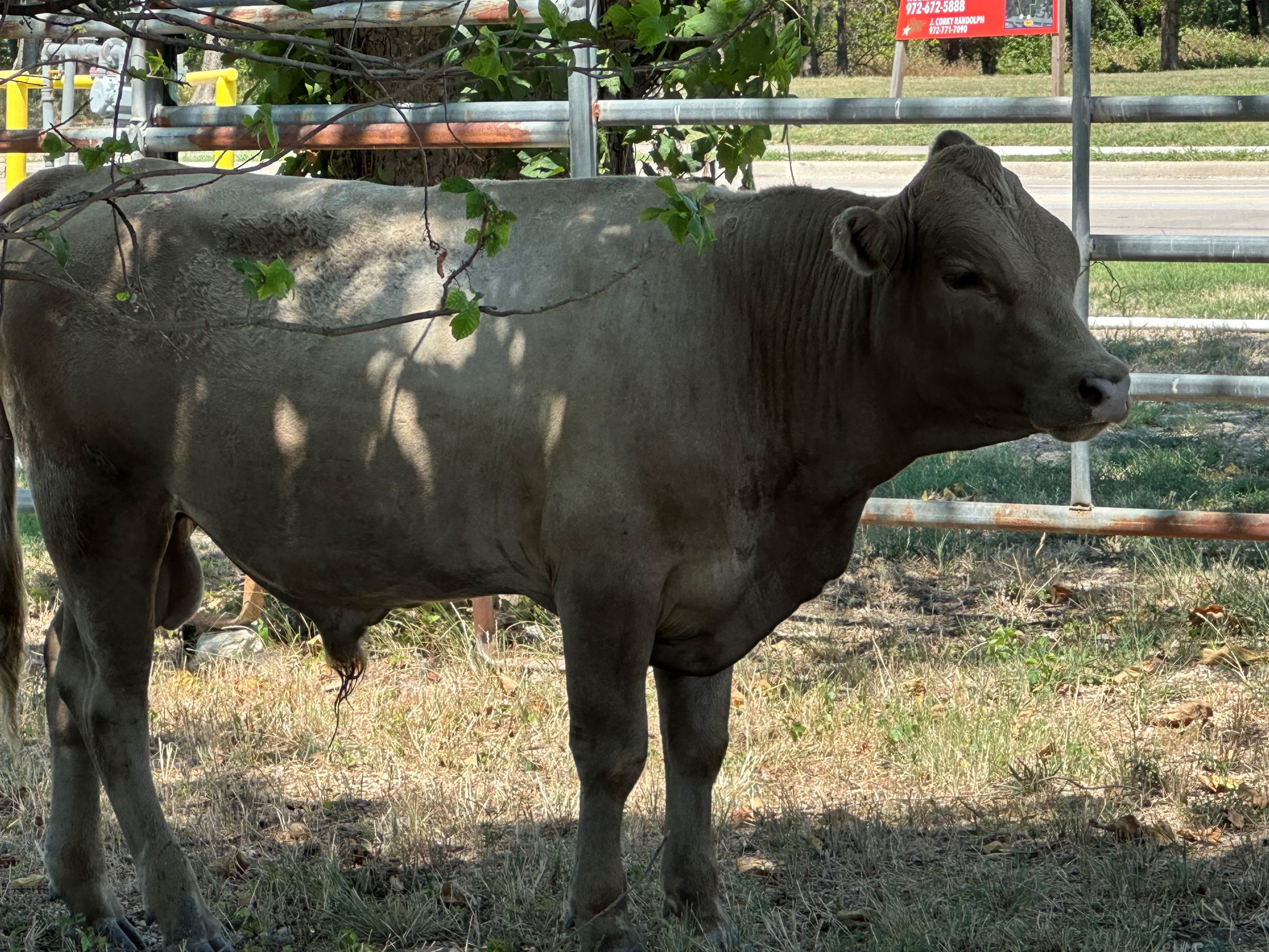 Tan Bull Calf 2023-0011014