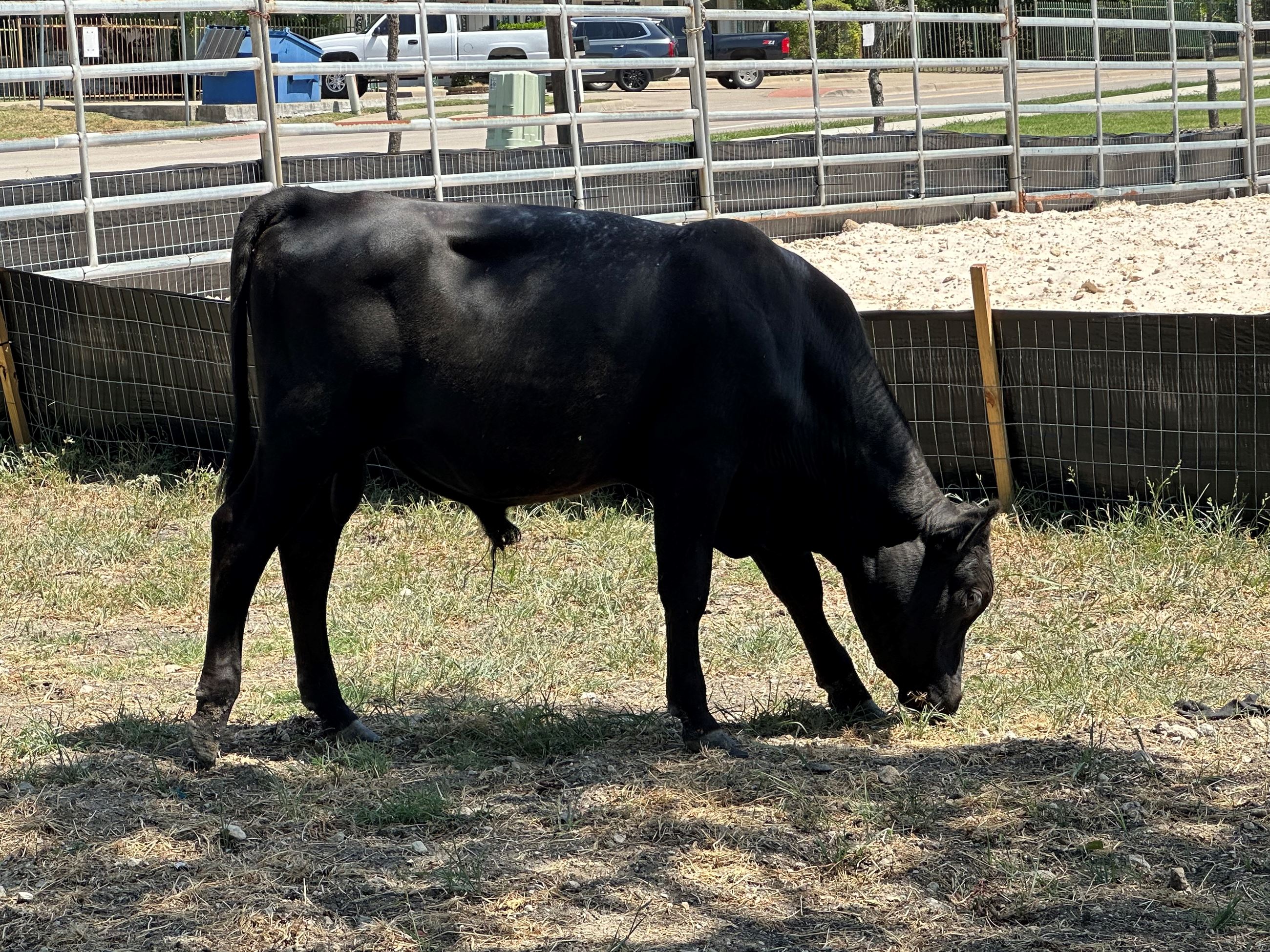 Black Bull Calf 2023-0011014