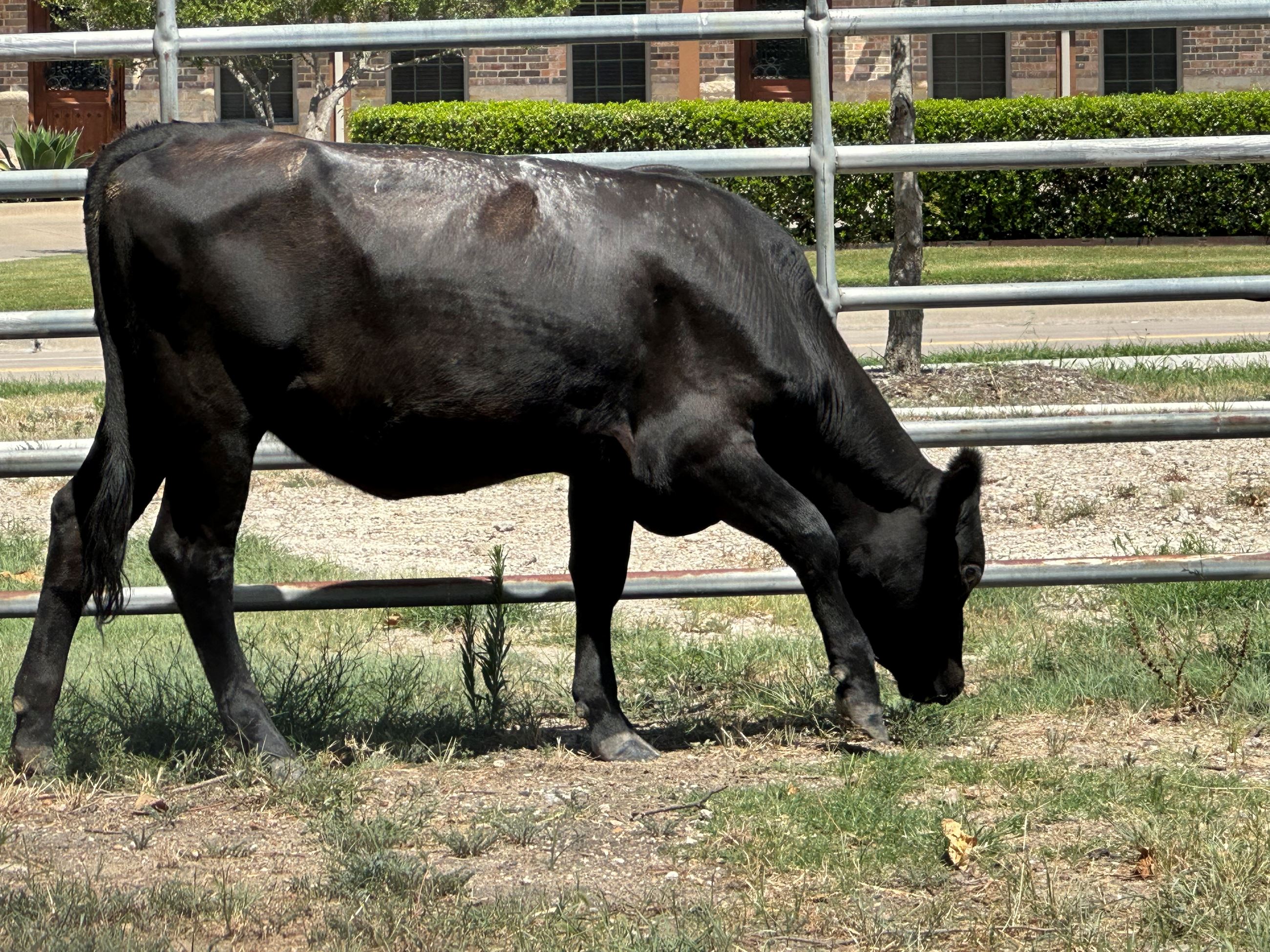 Black Female Heffer 2023-0011014
